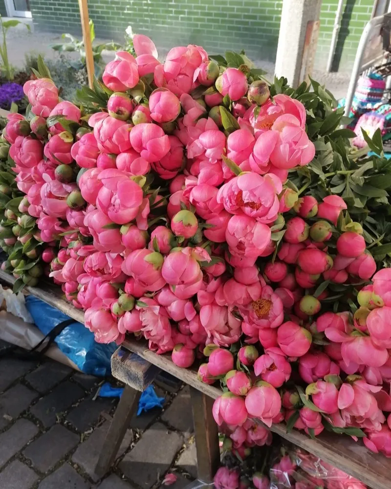 Ein Berg pinkfarbener Pfingstrosen auf einer Holzbank am Stand von H3 Blumen auf dem Bötzowmarkt.