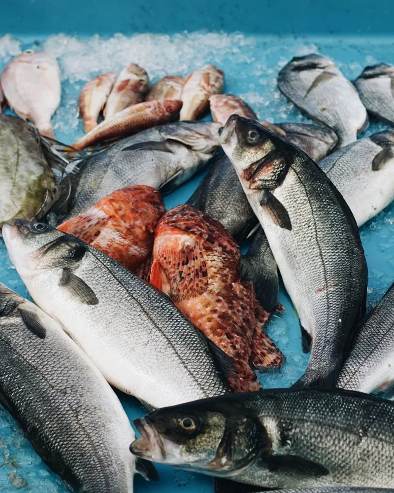 Whole fish packed on ice in a blue crate, silvery ones next to red ones.