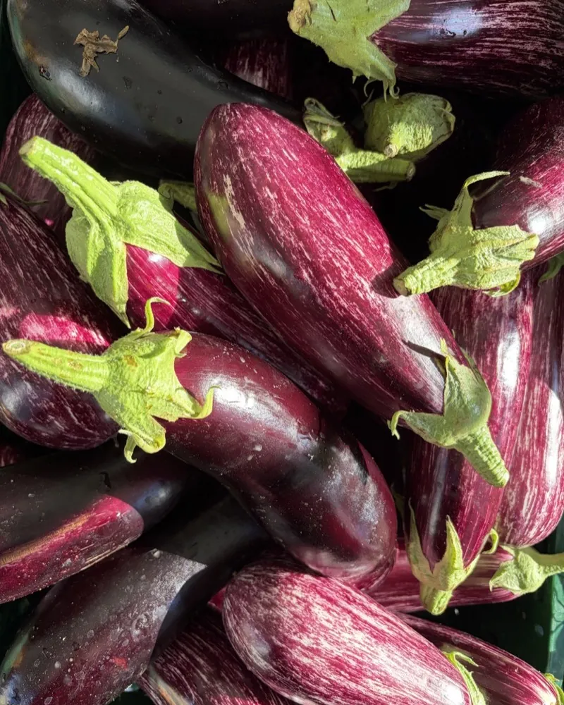 A crate full of glossy aubergines at the Kuprat Spreewaldgemüse stall at the Bötzowmarkt.